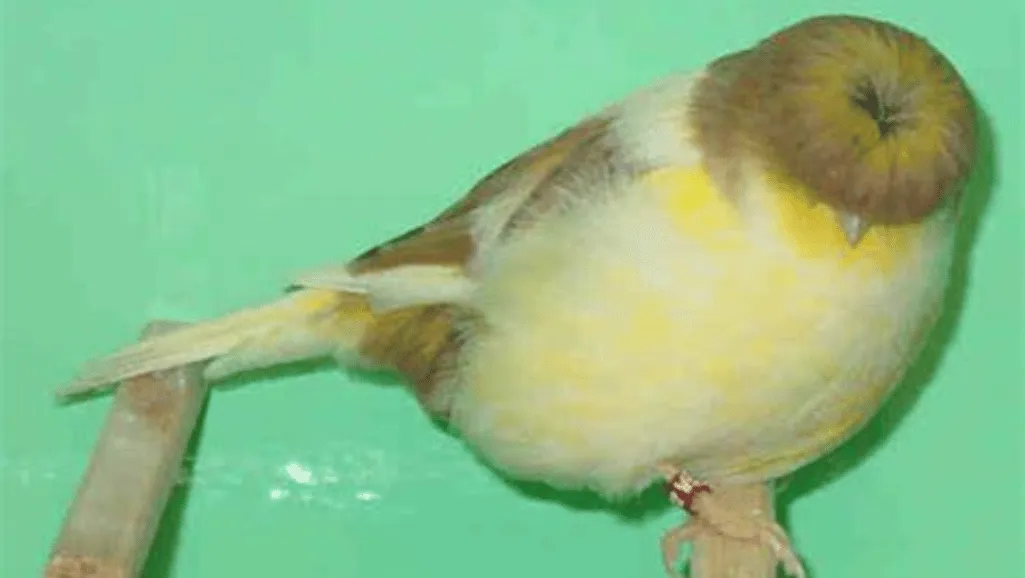 gloster canary care
