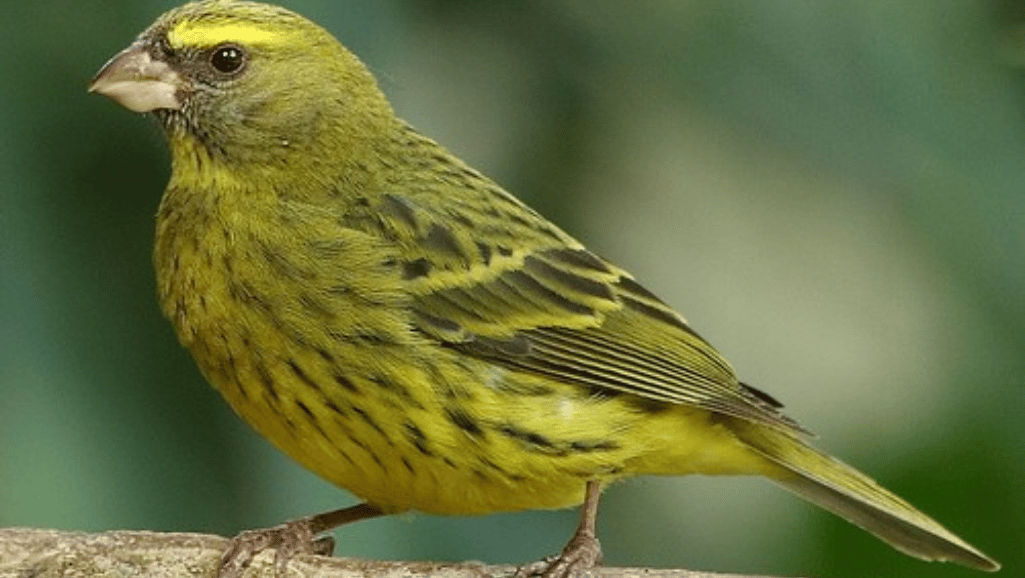green canary habitat