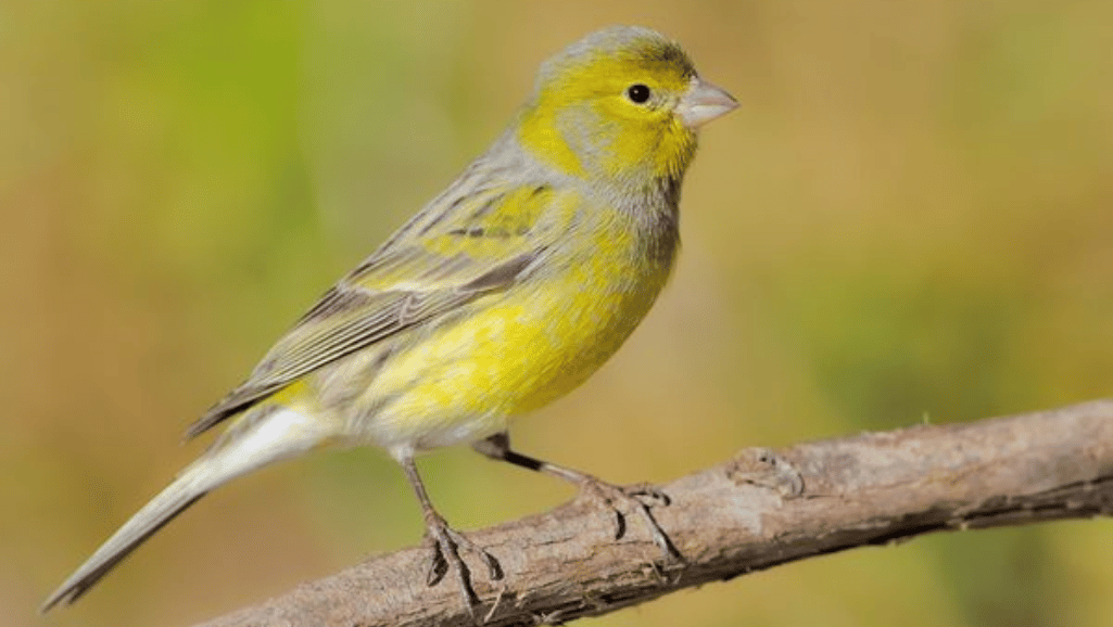 green canary