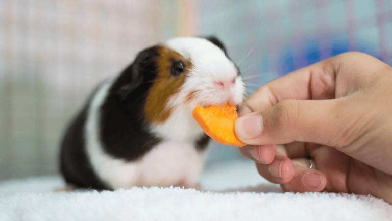 health for guinea pigs