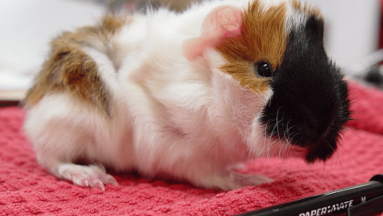 signs of ill health in guinea pigs