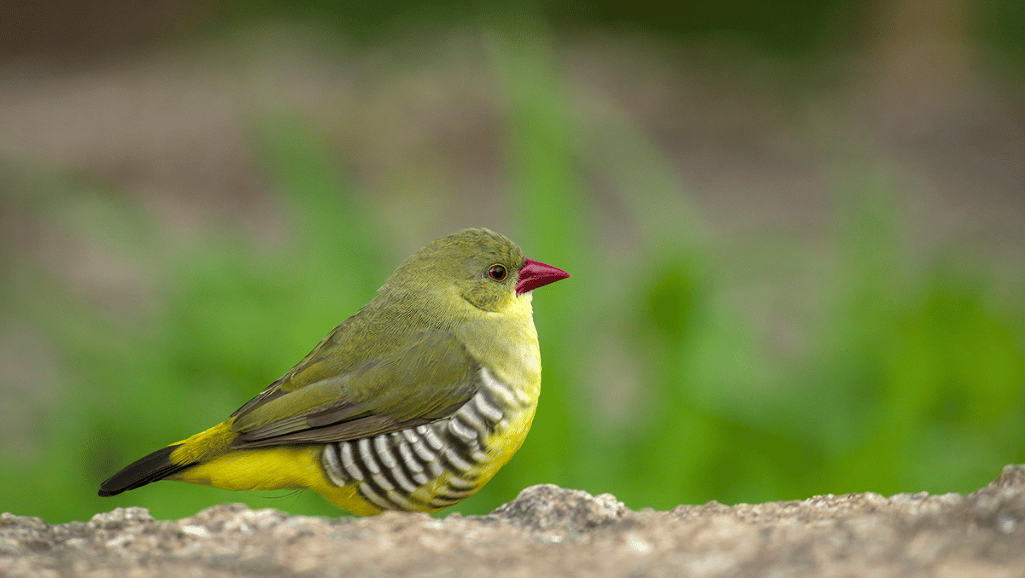 Avian Biodiversity