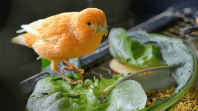 Avian Nutritionist Advice for Canaries