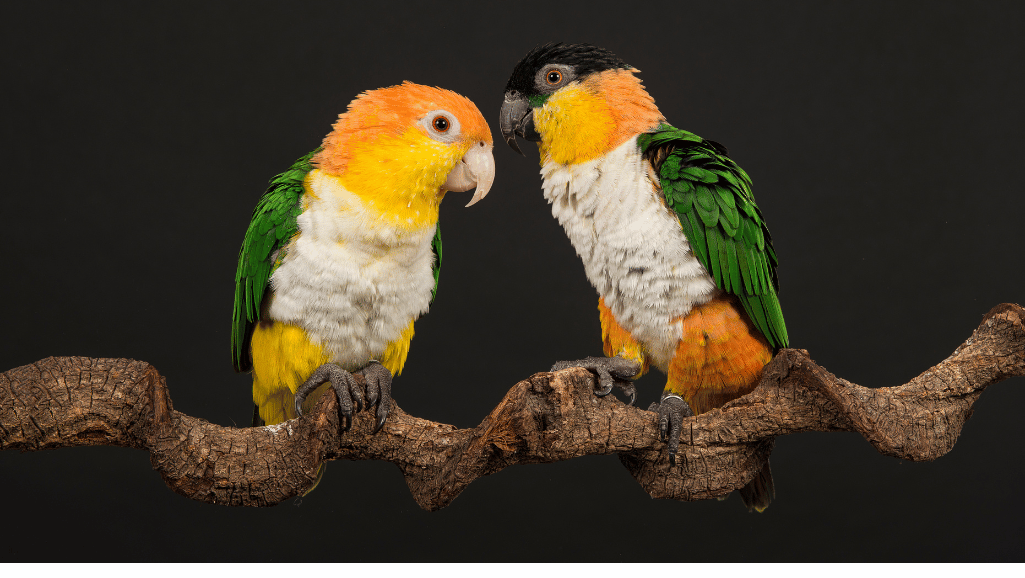 Caring for Black Headed Caique parrots