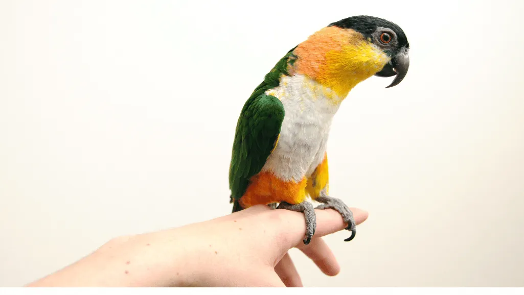 Black headed caique training