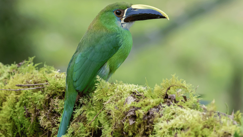 Black-throated Toucane