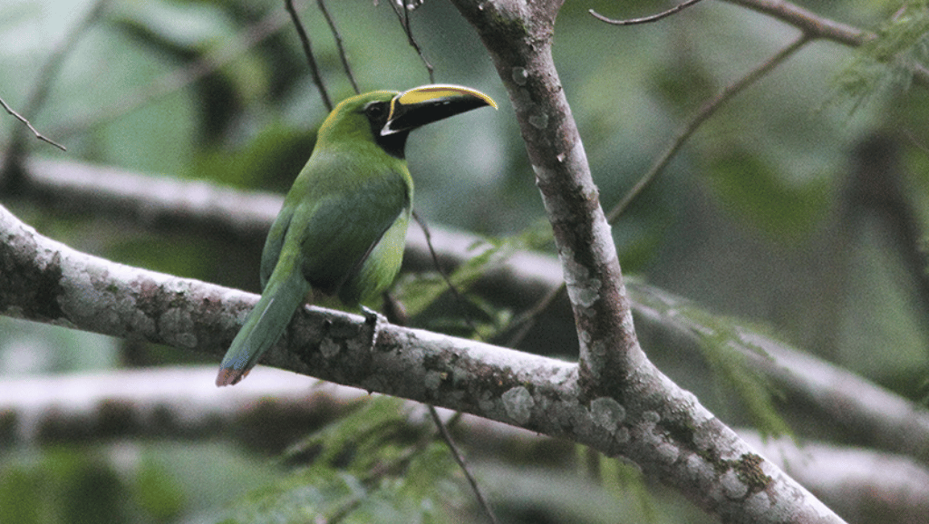 Black-throated Toucane