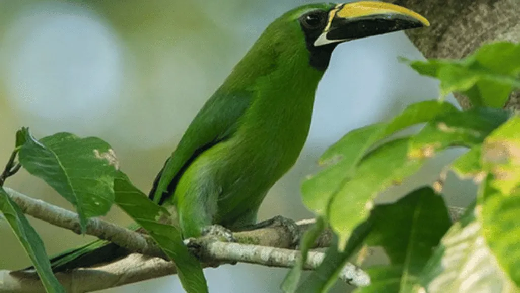 Black-throated Toucane