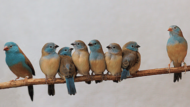 Blue Capped Waxbill