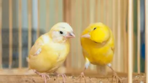 Canaries Feeding Schedule