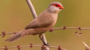 Common Waxbill