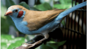 Cordon Bleu Finch