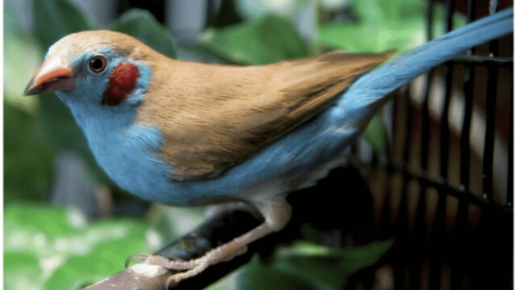 Cordon Bleu Finch: A True Blue Beauty Finch Paradise