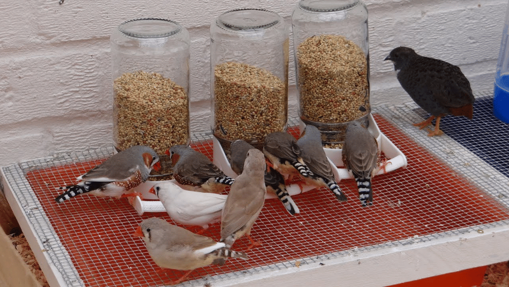 fresh food for zebra finches