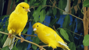 Feeding guide for baby canaries