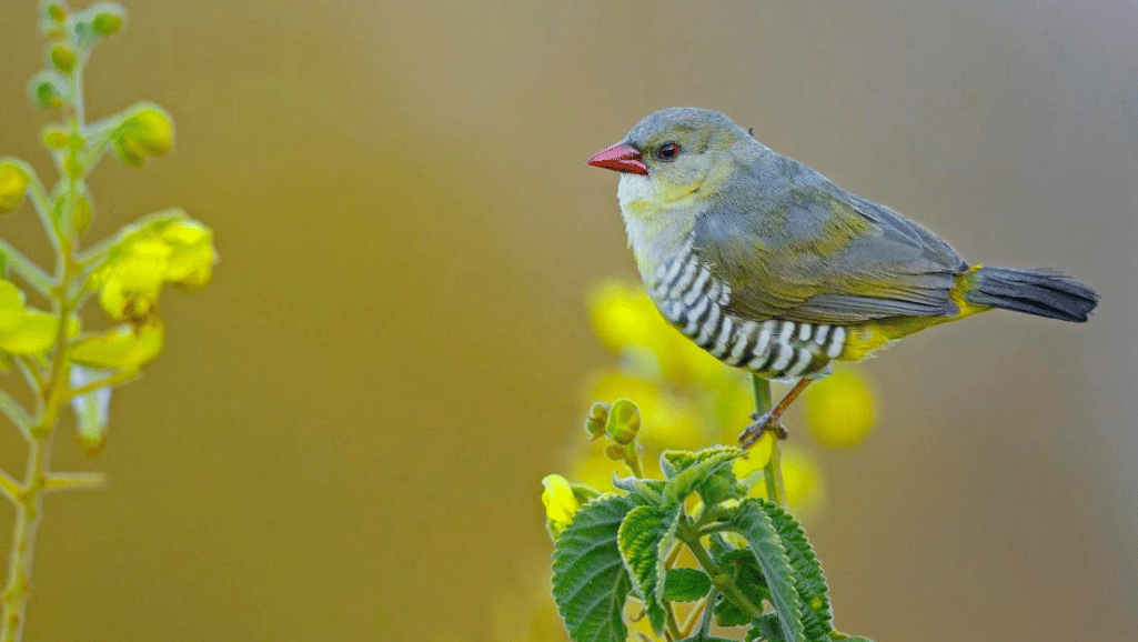 Finch Migration Patterns