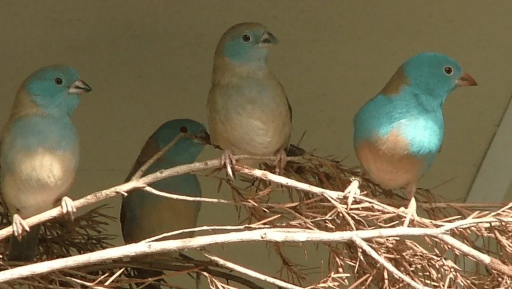 Finch breeding habits Finch breeding habits