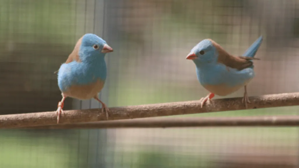 Finch conservation status Finch conservation status