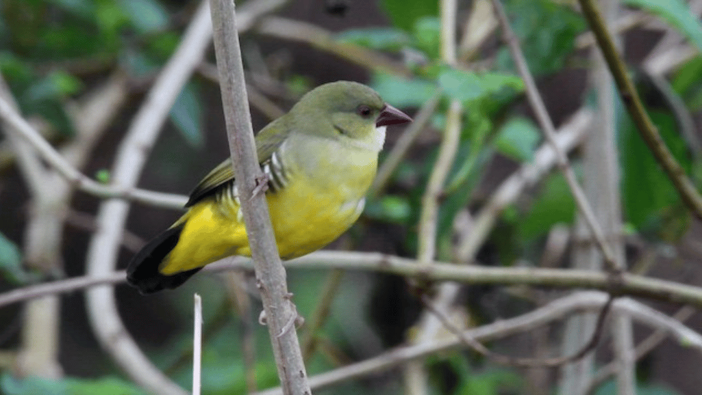 Finch species habitat