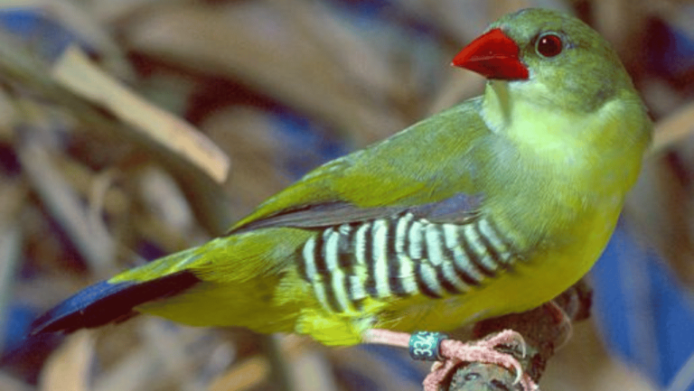 Green Avadavat Finch