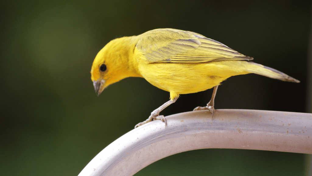 Healing Foods for Sick Canaries