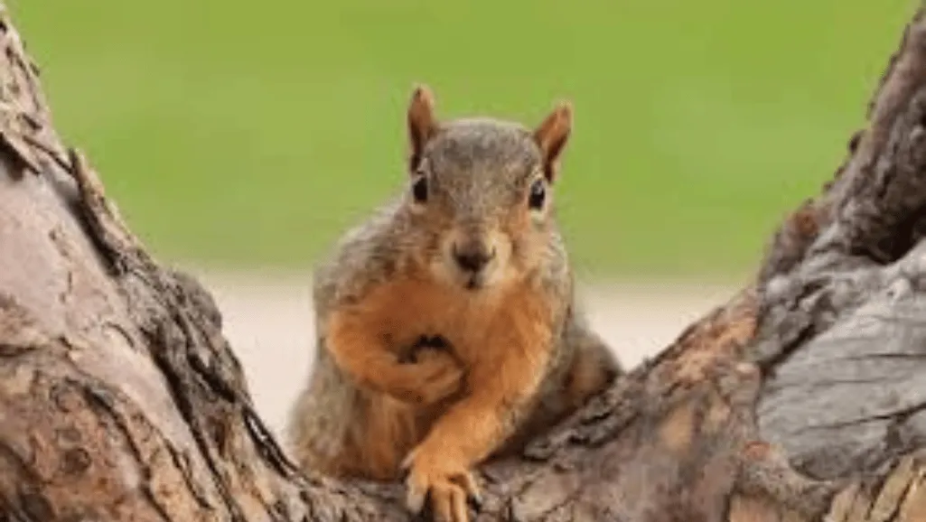 Life Span of a Squirrel