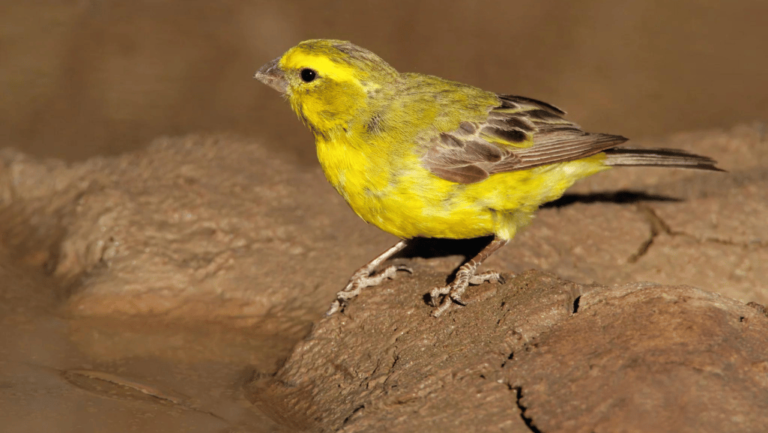 Melodic Green Singing Finch