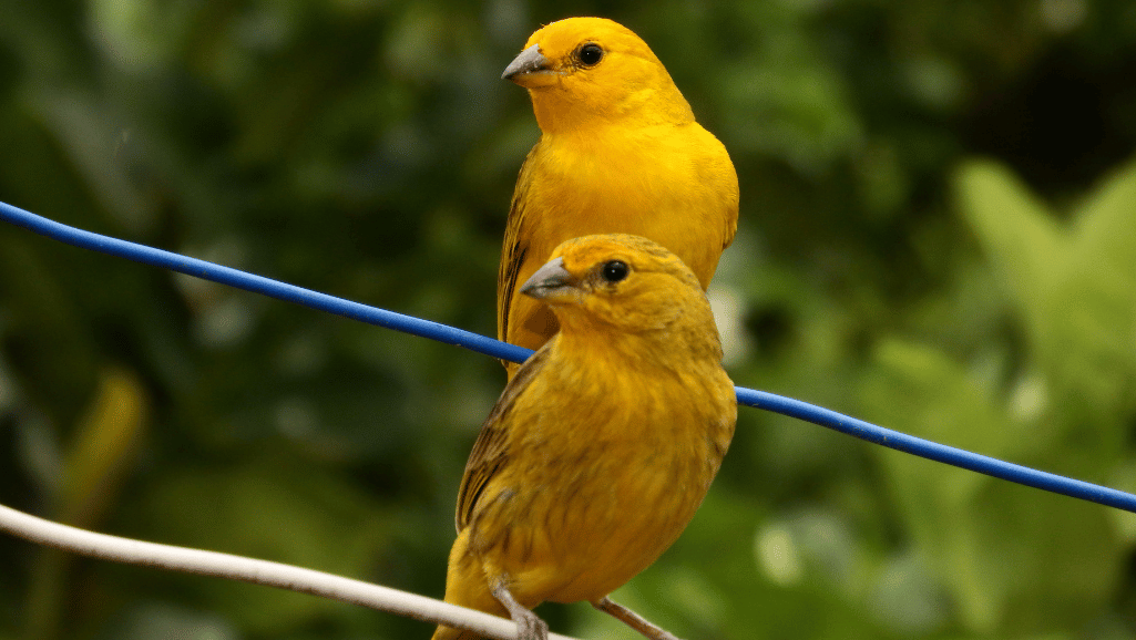 Nourishing fruits for sick canaries