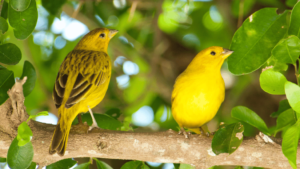 Nutritional Therapy for Canaries