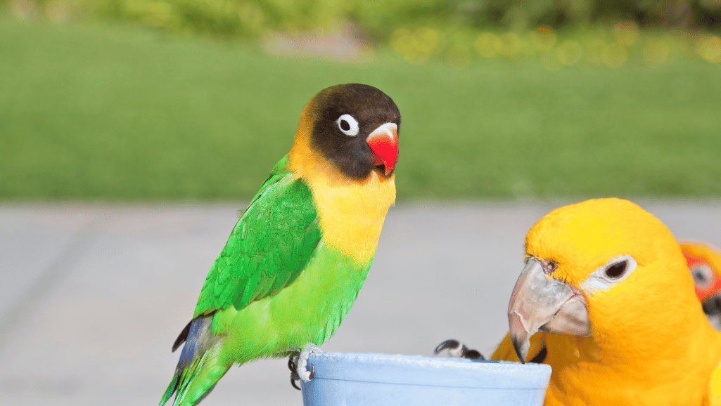 Parakeet vs Parrots