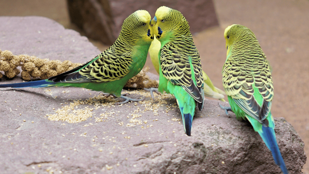 parakeet care