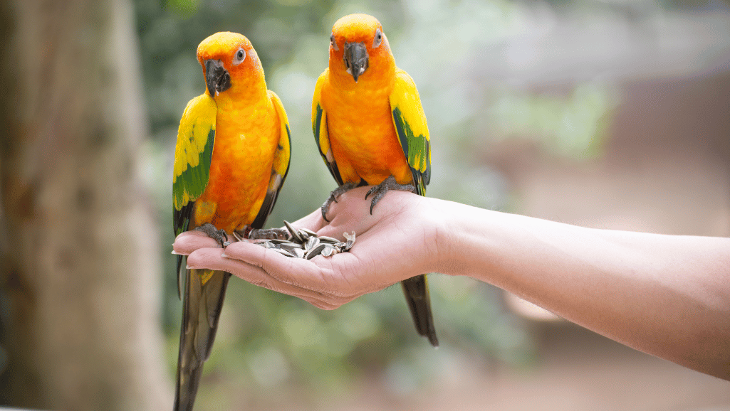 cost of owning a parakeet versus parrots