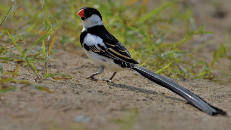 Pintail Whydah