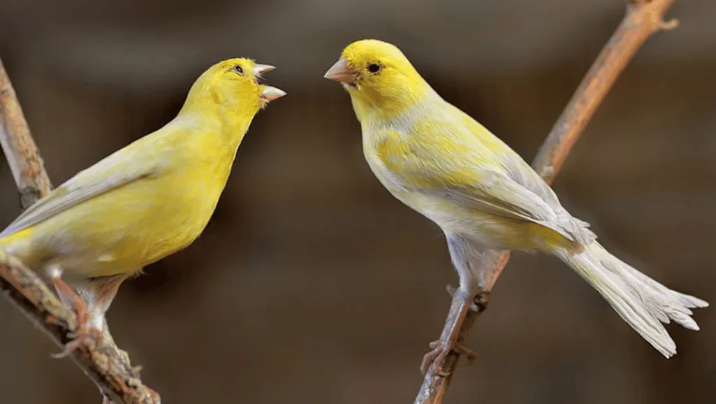 Seeds vs. Pellets Seeds vs. Pellets