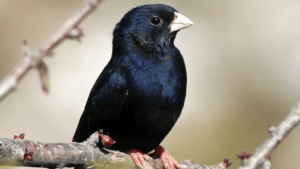 Senegal Combassou Finch