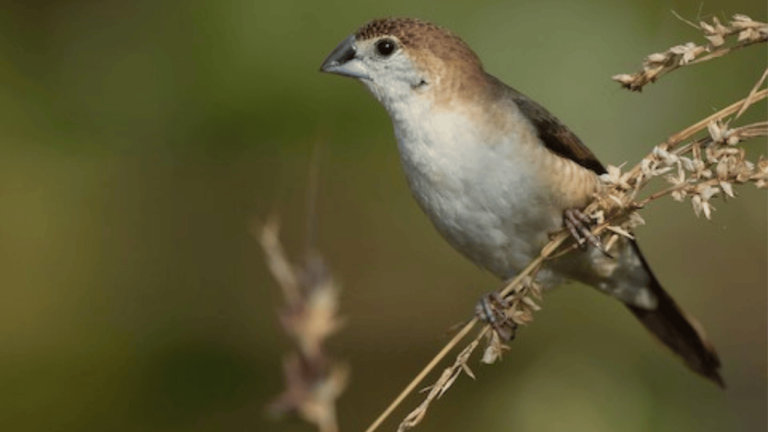 Silverbill Finch