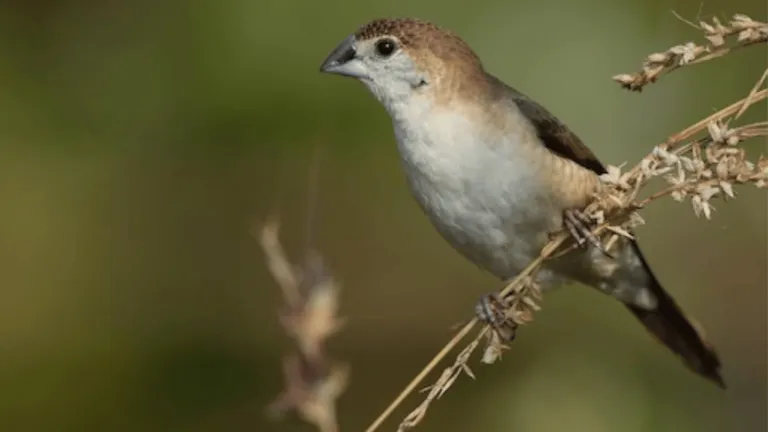 Silverbill Finch