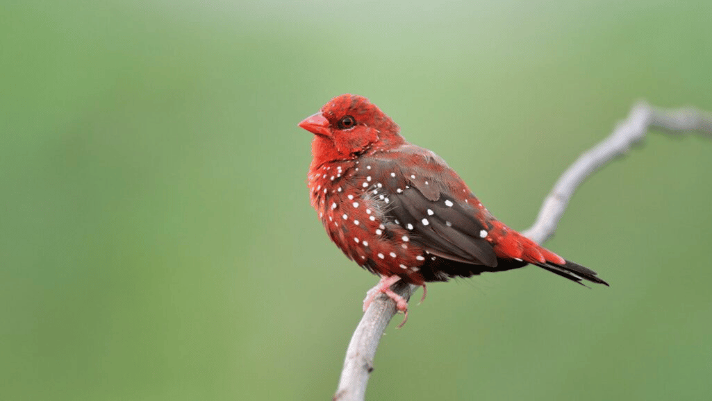 Strawberry Finch as pets
