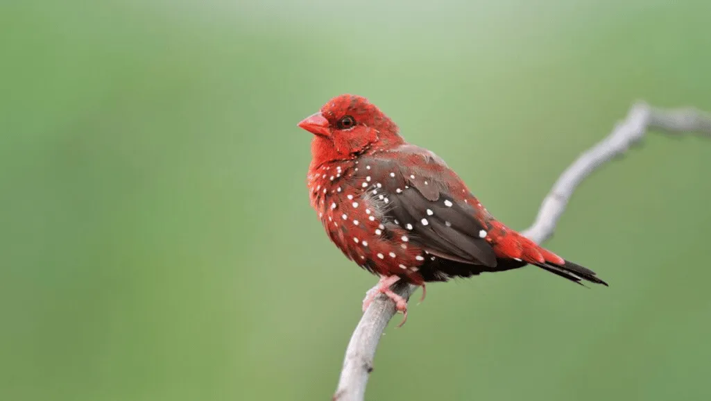 Strawberry Finch as pets