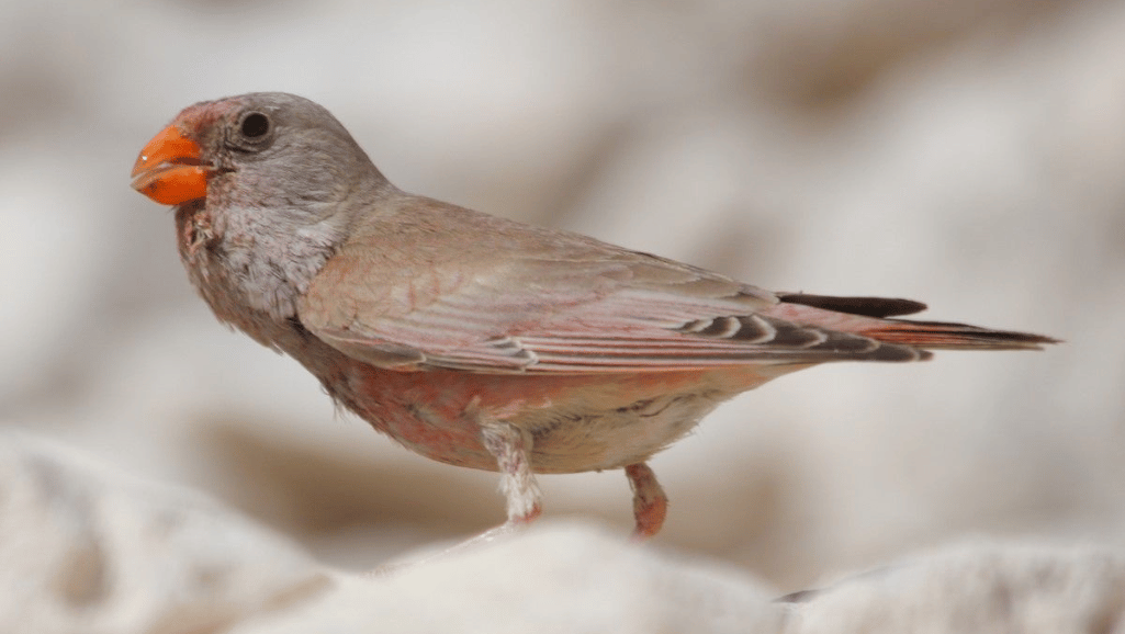 The Trumpeter Finch