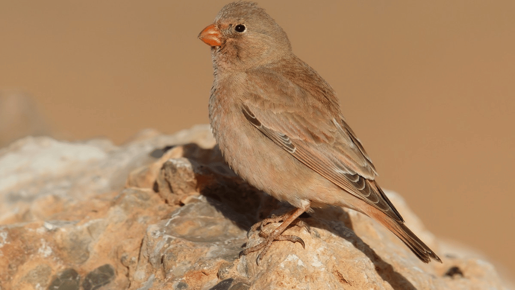 The Trumpeter Finch