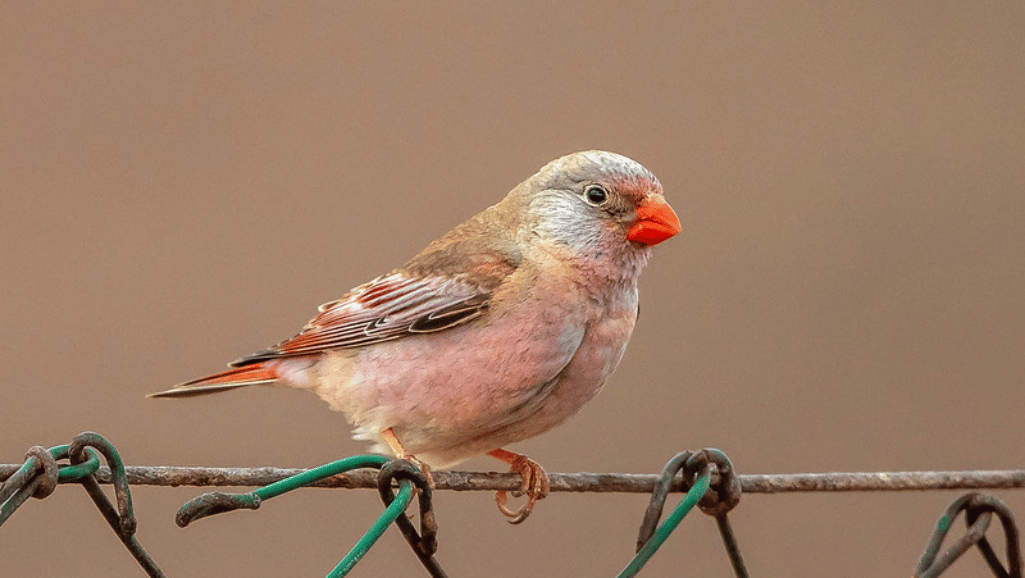 The Trumpeter Finch