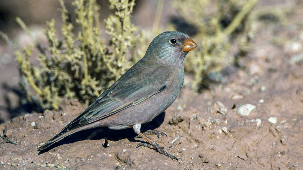 The Trumpeter Finch