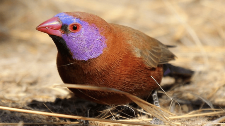 Violet Eared Waxbill