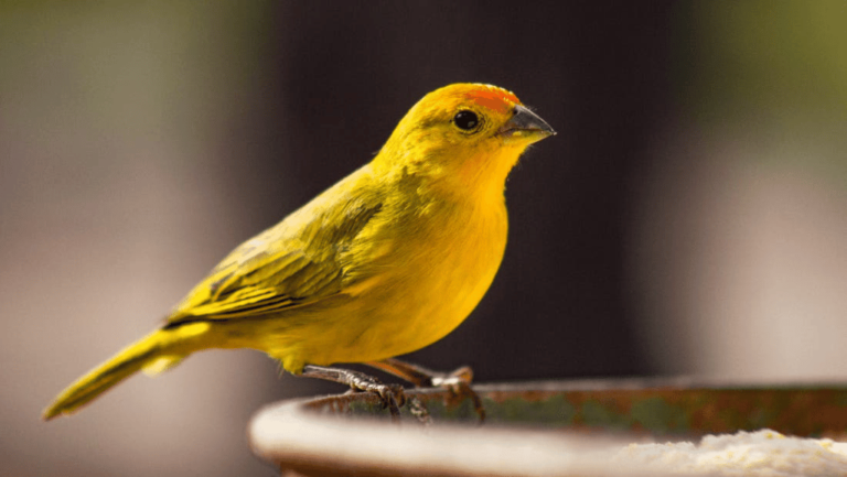 Vitamins for Canary Health