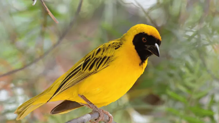 Yellow Weaver Finch