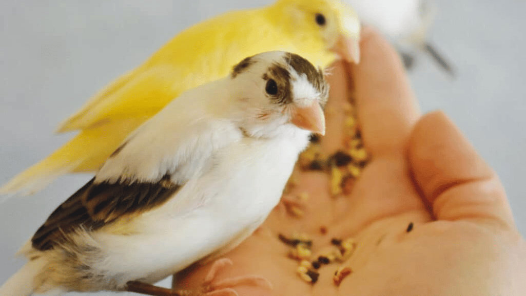 canary diet