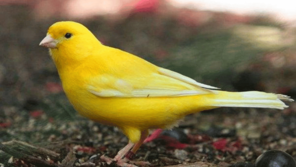 canary feather nutrition