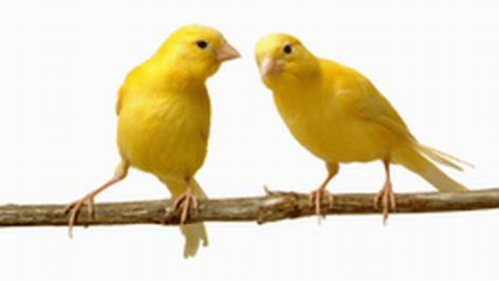 canary metabolic adaptations