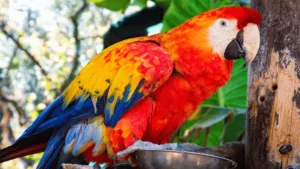 Behavioral impacts of diet parrot